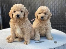 Chiots Goldendoodle - Photo 10