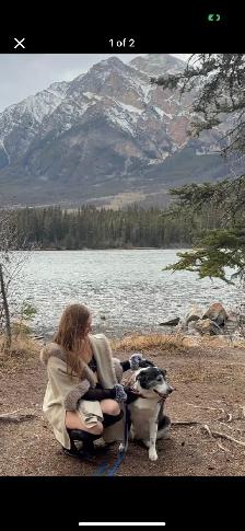 dog walking - Photo 2