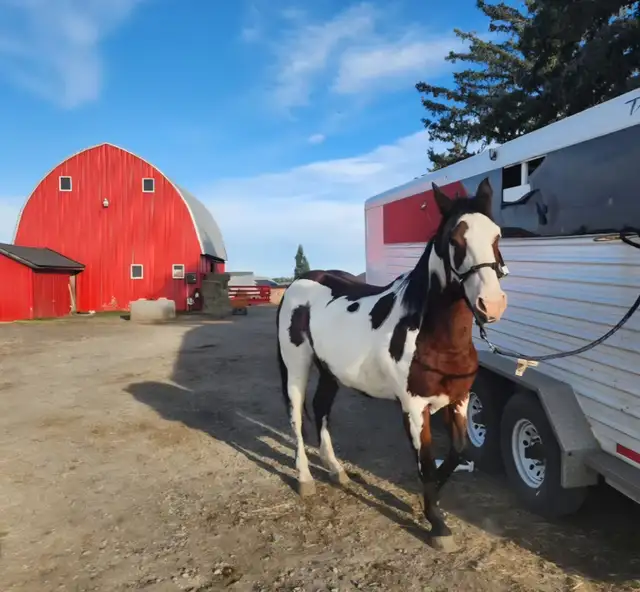 Broodmare or restart projects papered APHA