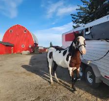 Broodmare or restart projects papered APHA