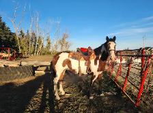 Broodmare or restart projects papered APHA - Photo 2