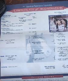 Broodmare or restart projects papered APHA - Photo 3