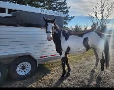 Broodmare or restart projects papered APHA - Photo 4