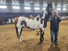 Broodmare or restart projects papered APHA - Photo 5