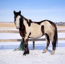 Broodmare or restart projects papered APHA - Photo 6