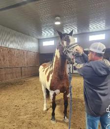 Broodmare or restart projects papered APHA - Photo 7