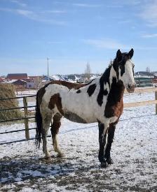 Broodmare or restart projects papered APHA - Photo 8