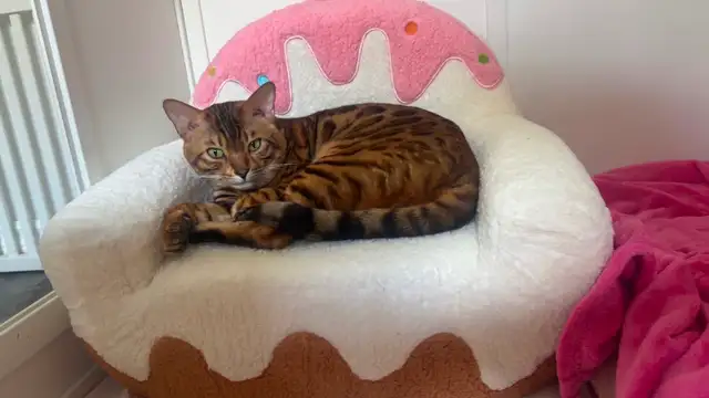 Chat bengal à vendre