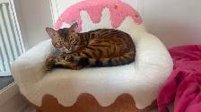 Chat bengal à vendre