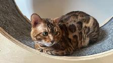 Chat bengal à vendre - Photo 2