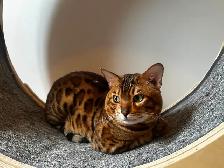 Chat bengal à vendre - Photo 3