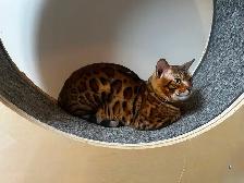 Chat bengal à vendre - Photo 4