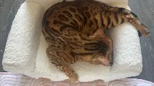 Chat bengal à vendre - Photo 5
