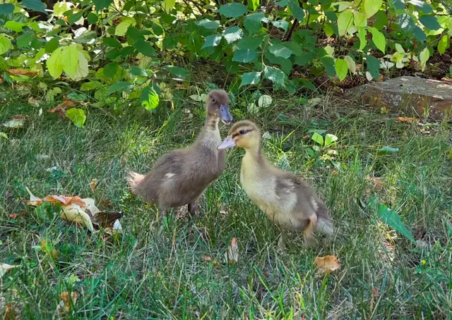 Call Ducklings