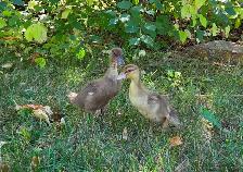 Call Ducklings