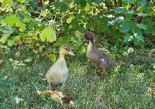 Call Ducklings - Photo 2