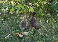 Call Ducklings - Photo 3