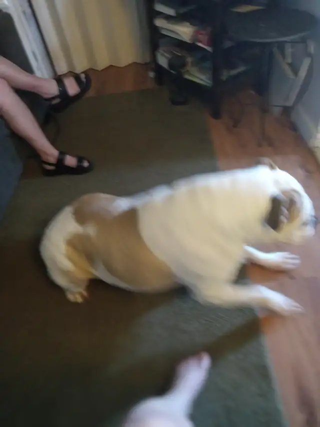 Free American bulldog needs a home!