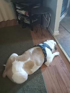 Free American bulldog needs a home! - Photo 2