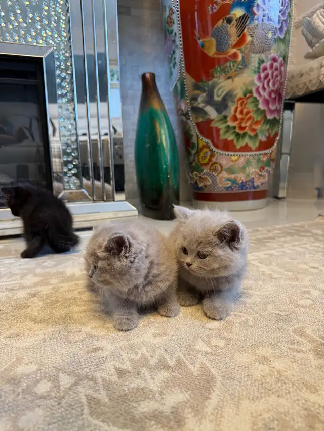 British Shorthair