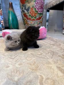 British Shorthair - Photo 2