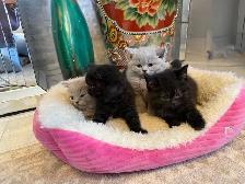 British Shorthair - Photo 3