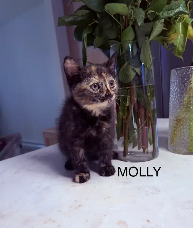 Kittens Looking For Homes