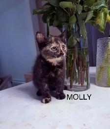 Kittens Looking For Homes