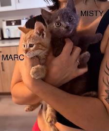 Kittens Looking For Homes - Photo 2