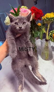 Kittens Looking For Homes - Photo 3