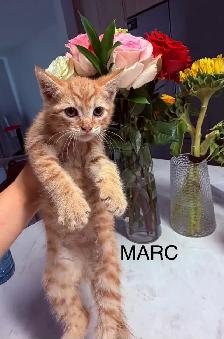 Kittens Looking For Homes - Photo 4
