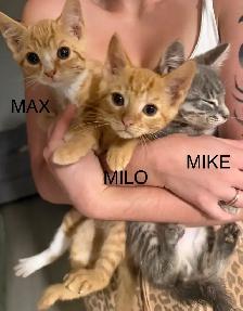 Kittens Looking For Homes - Photo 5