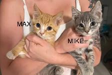 Kittens Looking For Homes - Photo 6