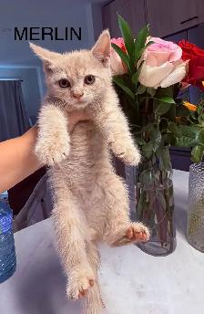 Kittens Looking For Homes - Photo 7
