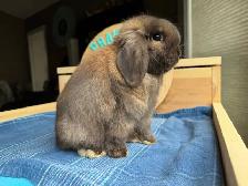 Holland Lops - Does & Bucks