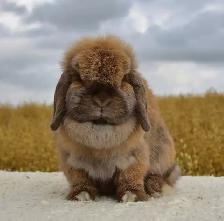 Holland Lops - Does & Bucks - Photo 2