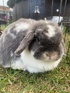 Holland Lops - Does & Bucks - Photo 3