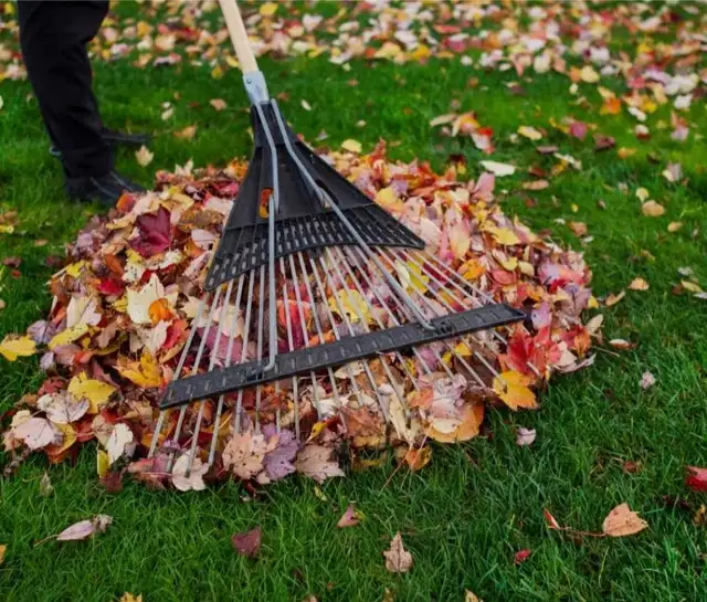 Fall Leaf Cleanup & Lawn Care Services
