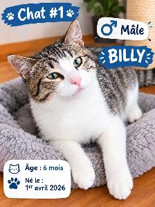 3 adorables chatons à adopter