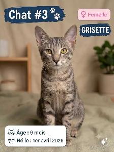3 adorables chatons à adopter - Photo 3