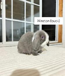 Sweet Holland Lop baby bunnies