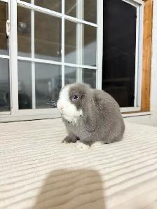 Sweet Holland Lop baby bunnies - Photo 2