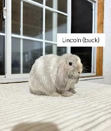 Sweet Holland Lop baby bunnies - Photo 3