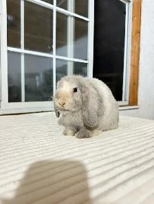 Sweet Holland Lop baby bunnies - Photo 4