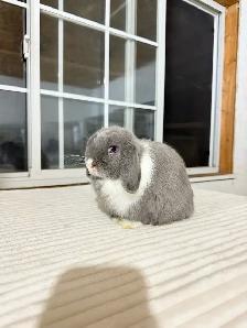 Sweet Holland Lop baby bunnies - Photo 6