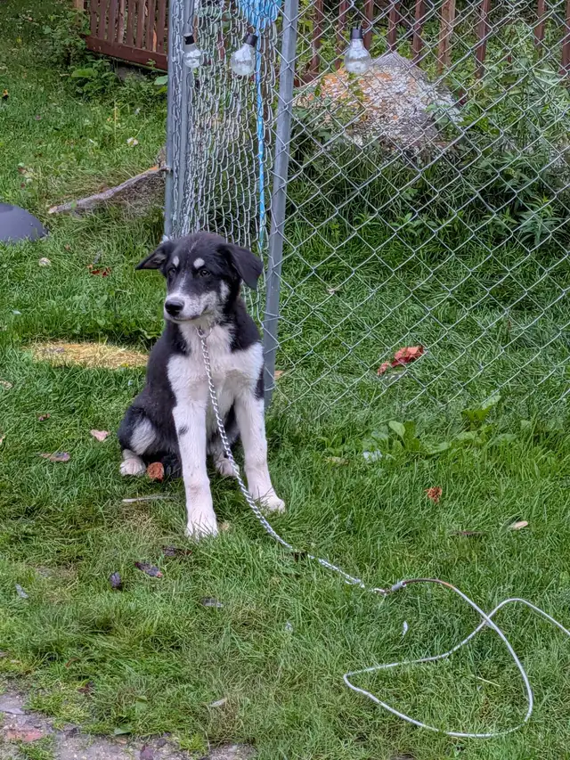 free dog