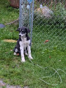 free dog