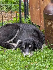 free dog - Photo 2