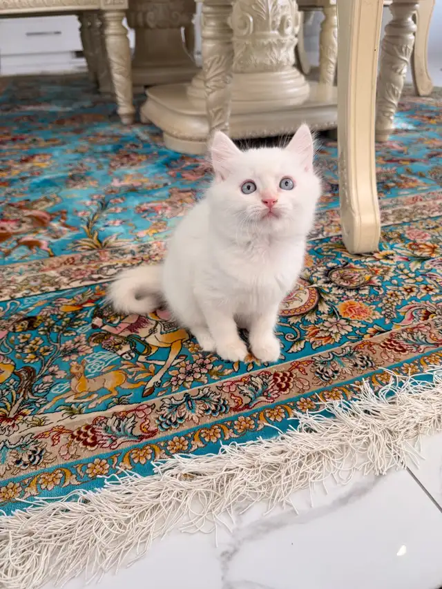 •••⭐️❤️Ragdoll Kittens ❤️⭐️•••(647) 362-8118