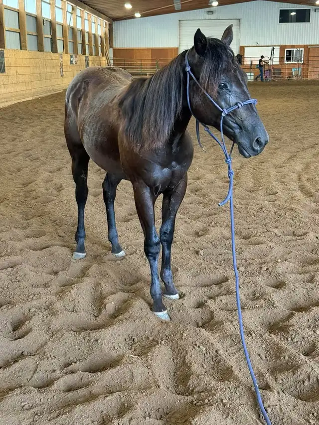 registered qh filly